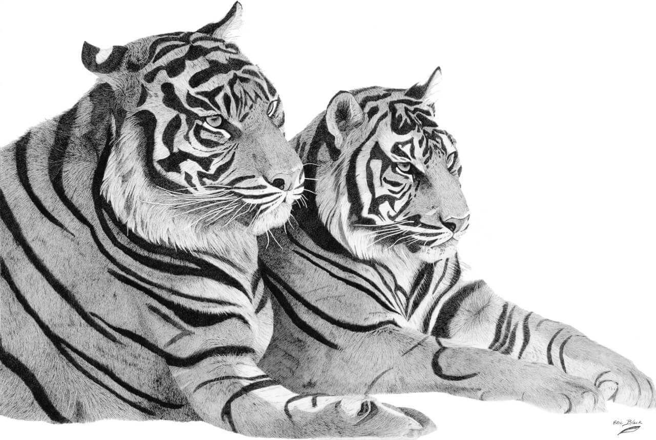 Two tigers sitting next to each other on a white surface