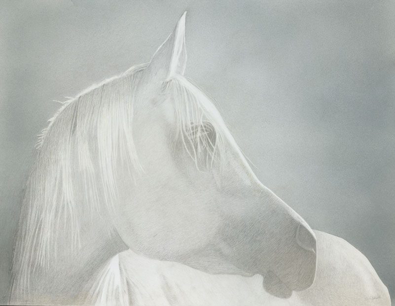 A white horse with long hair is looking at the camera.