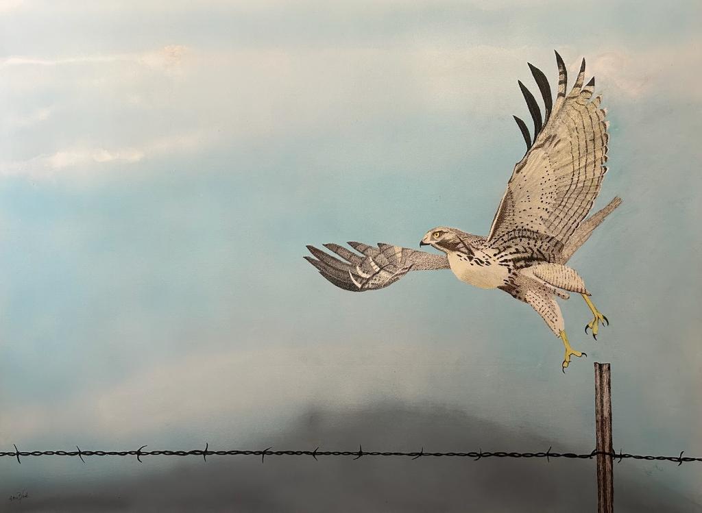 A hawk flying over a barbed wire fence.